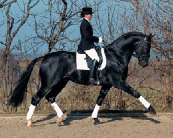 stallion Donnerbube III (Oldenburg, 1999, from Donnerhall)