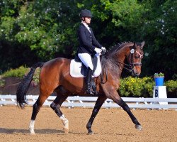 dressage horse Da Vinci 197 (Westphalian, 2003, from Donnerbube III)