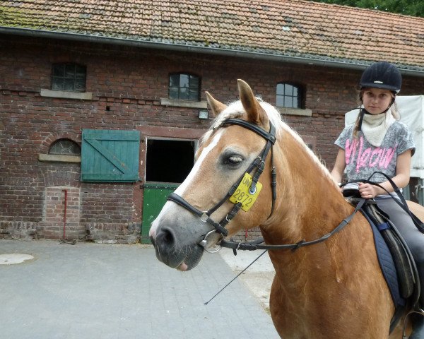 horse Asko (Haflinger, 1991, from Athlet (12,5% ox))