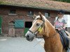 horse Asko (Haflinger, 1991, from Athlet (12,5% ox))