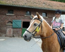 Pferd Asko (Haflinger, 1991, von Athlet (12,5% ox))