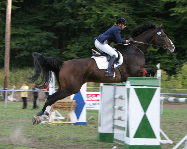 horse Lupo 45 (Holsteiner, 1994, from Laurenz)