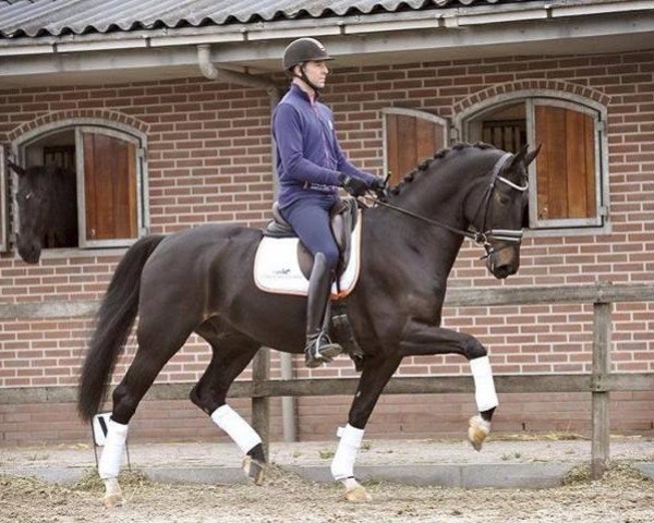 dressage horse Bryan (unknown, 2006, from Rubin Royal)
