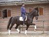 dressage horse Bryan (unknown, 2006, from Rubin Royal)