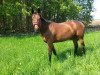 dressage horse Despina S (Westphalian, 2002, from Dinard L)