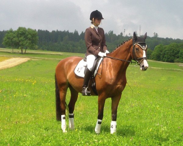 dressage horse Scarlett o Hara (Württemberger, 2007)