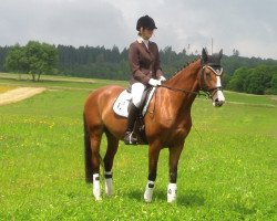 dressage horse Scarlett o Hara (Württemberger, 2007)