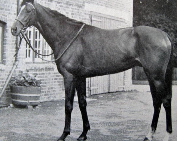 stallion Counsel xx (Thoroughbred, 1952, from Court Martial xx)