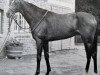 stallion Counsel xx (Thoroughbred, 1952, from Court Martial xx)