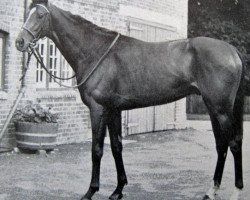 stallion Counsel xx (Thoroughbred, 1952, from Court Martial xx)