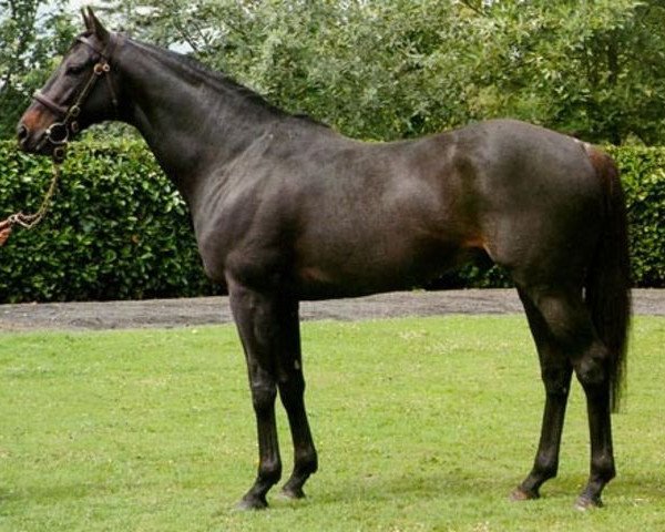 stallion Doyoun xx (Thoroughbred, 1985, from Mill Reef xx)