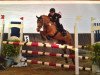 jumper Piaza K (German Riding Pony, 1997, from Top Nonstop)