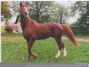 stallion Rih (German Riding Pony, 1982, from Rustan El Afas ox)