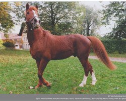 Deckhengst Rih (Deutsches Reitpony, 1982, von Rustan El Afas ox)