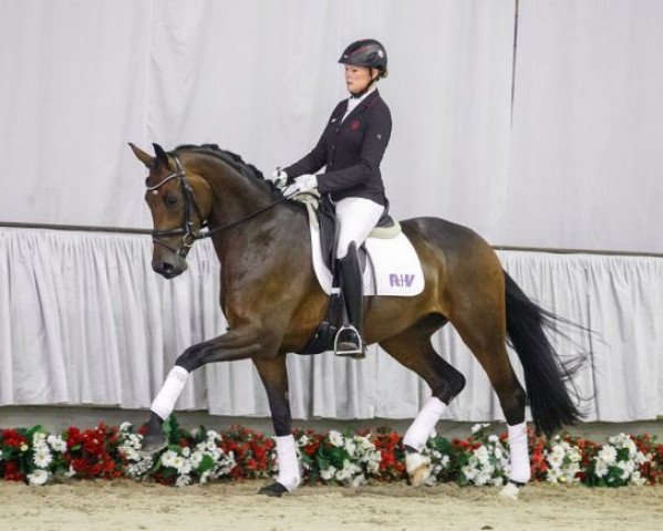 dressage horse Felicitas (Westphalian, 2012, from Franziskus FRH)