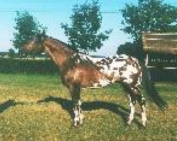 stallion Dywizjon (Polish Warmblood, 1982, from Mustaf)