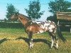 stallion Dywizjon (Polish Warmblood, 1982, from Mustaf)