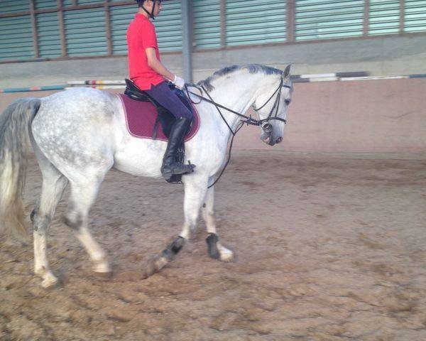 jumper Edward (Hanoverian, 2004, from Escudo I)