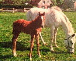 broodmare Georgette (Hanoverian, 1989, from Genever)