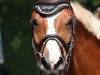 Pferd Sunny H (Deutsches Reitpony, 2008, von Zandheuvel's Sunny Boy)