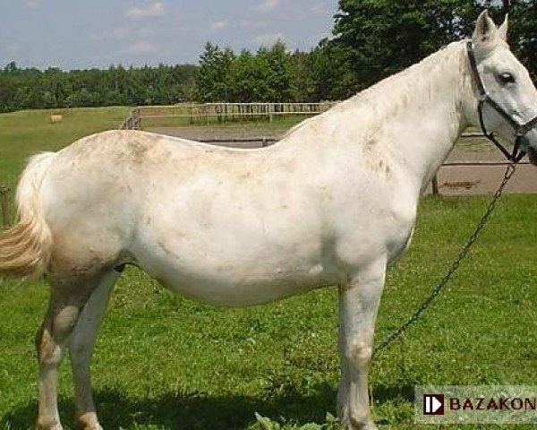 broodmare Erekcja x (Anglo-Arabs, 1993, from Empik x)