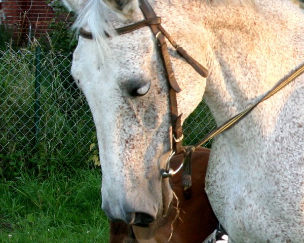 broodmare Pina Colada (Mecklenburg, 1999, from Pagur)