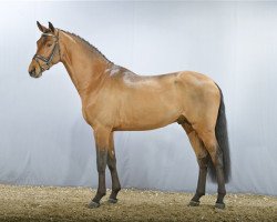 stallion Spitfire Z (Zangersheide riding horse, 2009, from Stalypso)