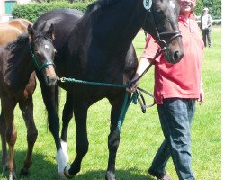 broodmare Geraldine E (Westphalian, 1992, from Glorieux)