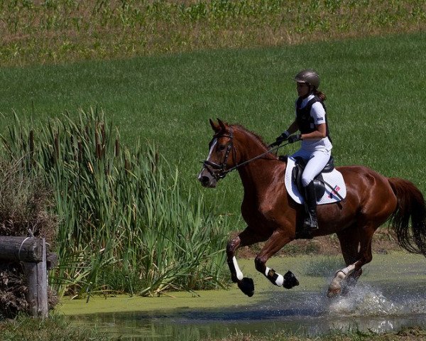 jumper Obora's Bonita (Oldenburg show jumper, 2008, from Carenzo)