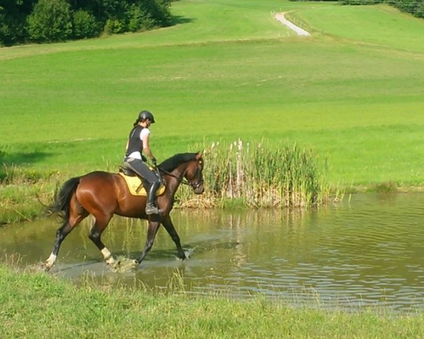 dressage horse Obora's Cristallo (Hanoverian, 2010, from Christ)