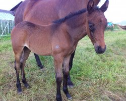 dressage horse Summer (German Riding Pony, 2014, from Santiago)