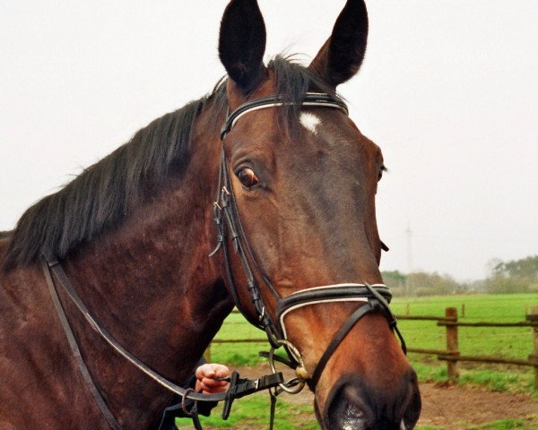 horse Focus 29 (Westphalian, 1996, from Figaro)