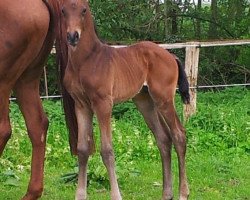 Dressurpferd Findus Bayley WF (Westfale, 2014, von Franziskus FRH)