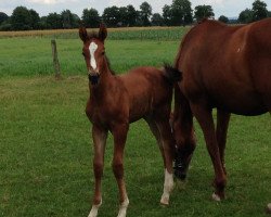 jumper Van Deibel (Hanoverian, 2014, from Vesuv 35)