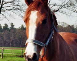 broodmare Onda di Luna (Oldenburg, 1996, from Granulit)