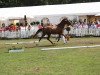 broodmare Pia 806 (German Riding Pony, 2010, from Principal Boy)