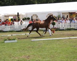 broodmare Pia 806 (German Riding Pony, 2010, from Principal Boy)