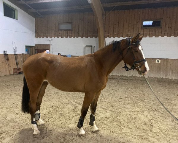 horse My little Girl S (German Sport Horse, 2019, from Casdorff)
