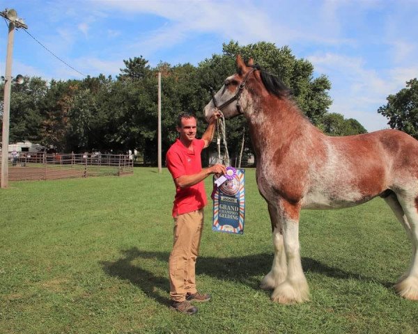 horse Orchard View Andre's Leo (Clydesdale, 2017, from Young's Real HP Andre)