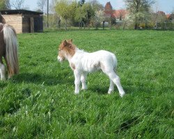 Pferd Tetanus von Repgow (Shetland Pony (unter 87 cm), 2014, von Theseus)