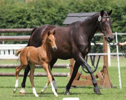 broodmare Fly Hoe (Westphalian, 2001, from Fidermark)