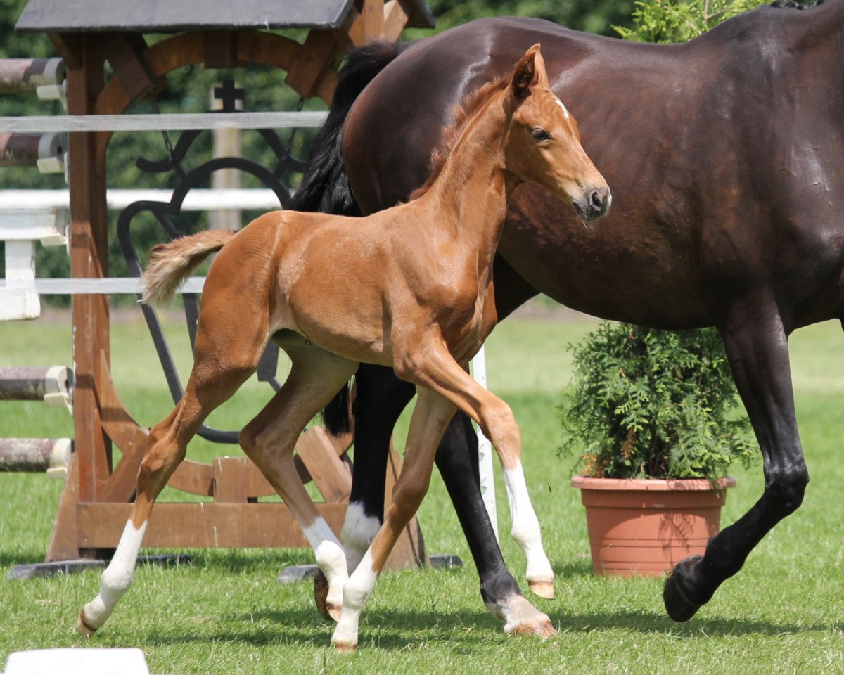 broodmare Skynet (Westphalian, 2014, from Sir Heinrich OLD)