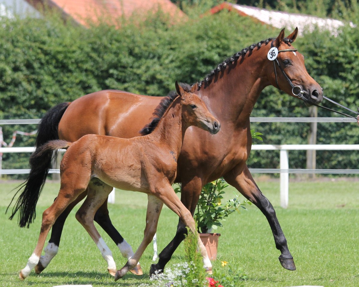 broodmare Estorella D (Westphalian, 2009, from Estobar NRW)