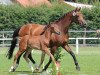 broodmare Estorella D (Westphalian, 2009, from Estobar NRW)