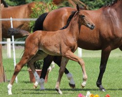 broodmare Stute von Dankeschön (Westphalian, 2014, from Dankeschön)