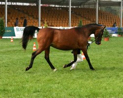 broodmare Estelle (German Riding Pony, 1996, from Eldorrado)