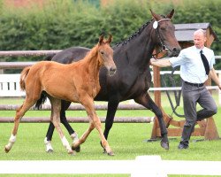 broodmare Stute von Ricco (Westphalian, 2014, from Riccio)