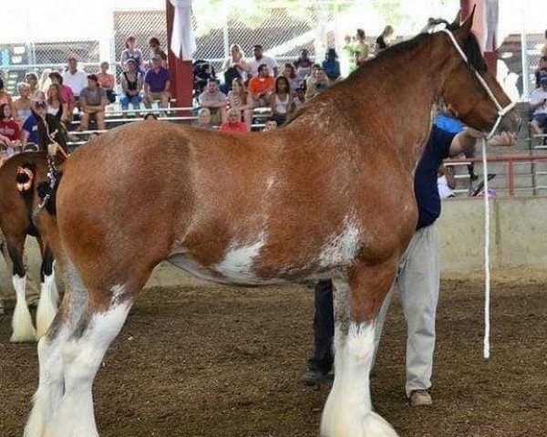 Zuchtstute Prairieview Drygate Alisa (Clydesdale, 2007, von Northstar Raven)