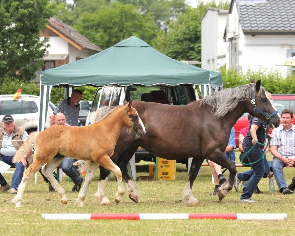 dressage horse Matze (Black Forest Fox, 2014, from Murphy 177)