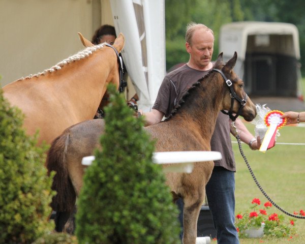 Zuchtstute Viva la Vita (Deutsches Reitpony, 2014, von Vincent)